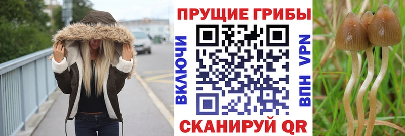 Галлюциногенные грибы прущие грибы  Вязники 